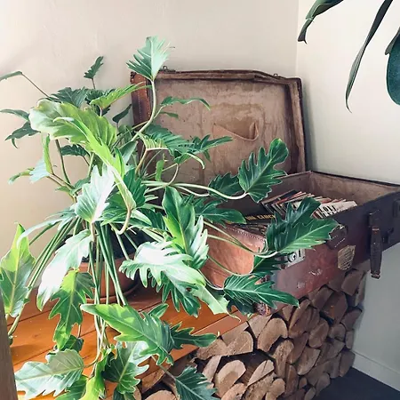 Hartje Zurrik - Knus In Bosrijke Omgeving