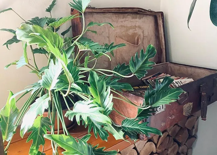 Hartje Zurrik - Knus In Bosrijke Omgeving