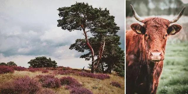 Hartje Zurrik - Knus In Bosrijke Omgeving Διαμέρισμα Soerendonk